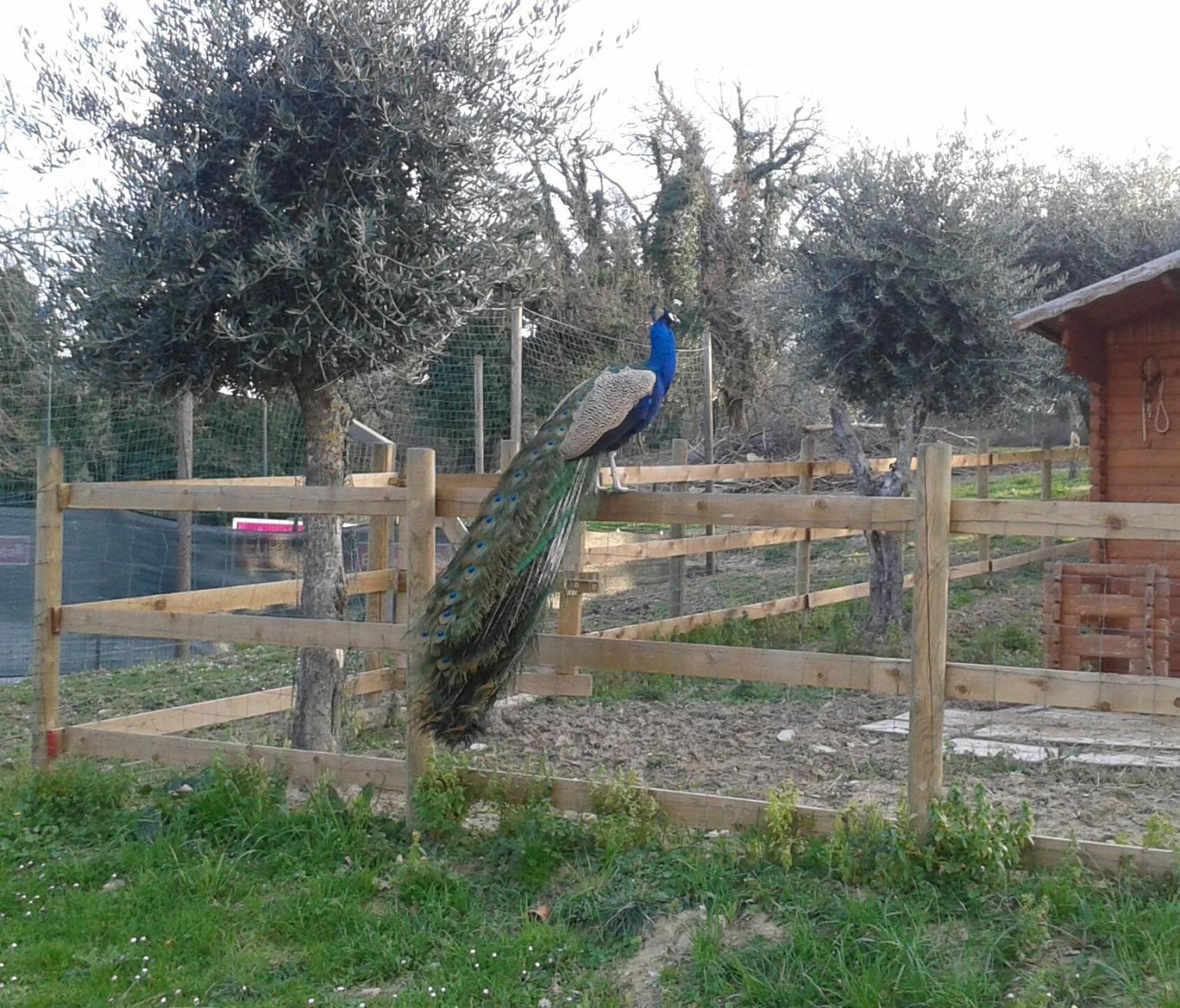 Garden Village Σαν Μαρίνο Εξωτερικό φωτογραφία
