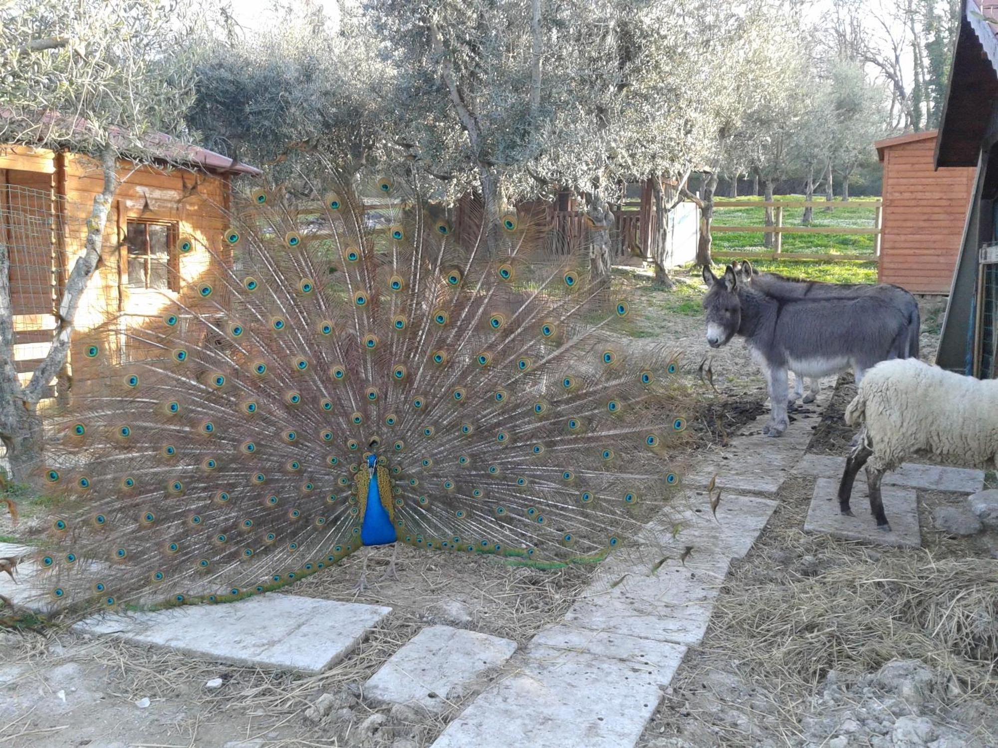 Garden Village Σαν Μαρίνο Εξωτερικό φωτογραφία